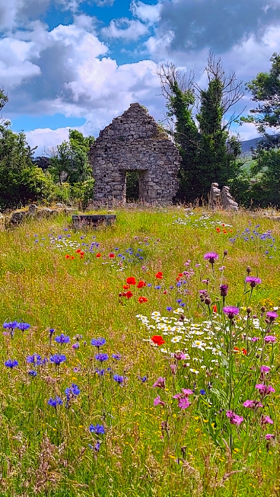 Wildflowers at Old Clonduff Church Yard